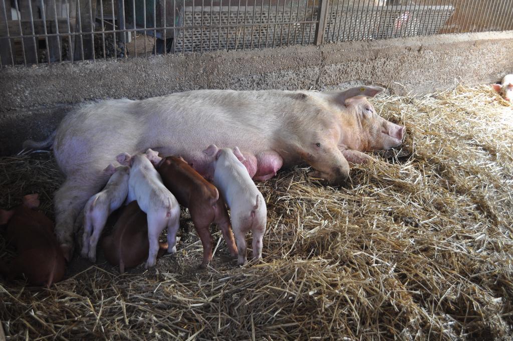 Farm Stay Il Carro Del Colle Collevalenza Dış mekan fotoğraf