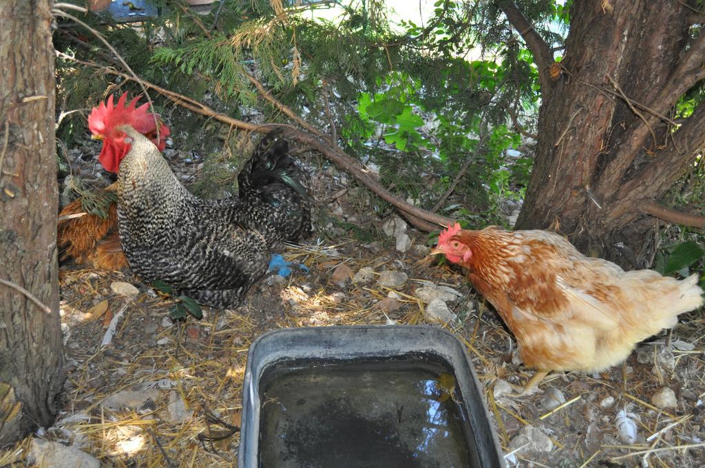 Farm Stay Il Carro Del Colle Collevalenza Dış mekan fotoğraf