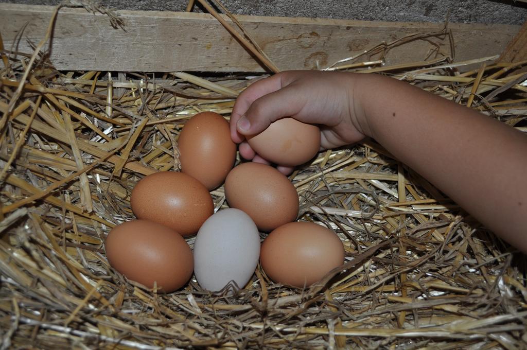 Farm Stay Il Carro Del Colle Collevalenza Dış mekan fotoğraf